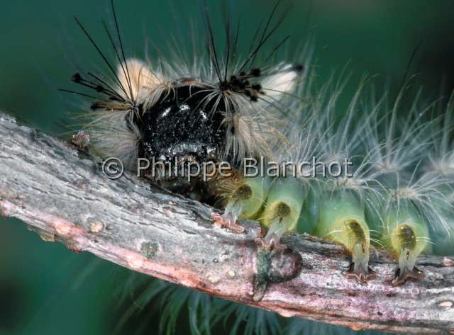 Orgyia antiqua chenille.JPG - Orgyia antiqua (Portrait chenille)EtoileeOrgie antiquechenille  a houppe rousseRusty tussock mothLepidopteraLymantriidaeFrance